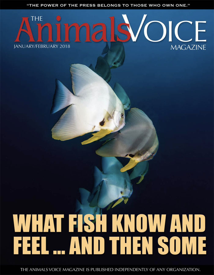 Back Issues – The Animals Voice