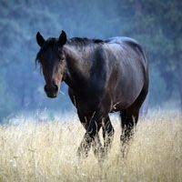 Picture of Horse Nation